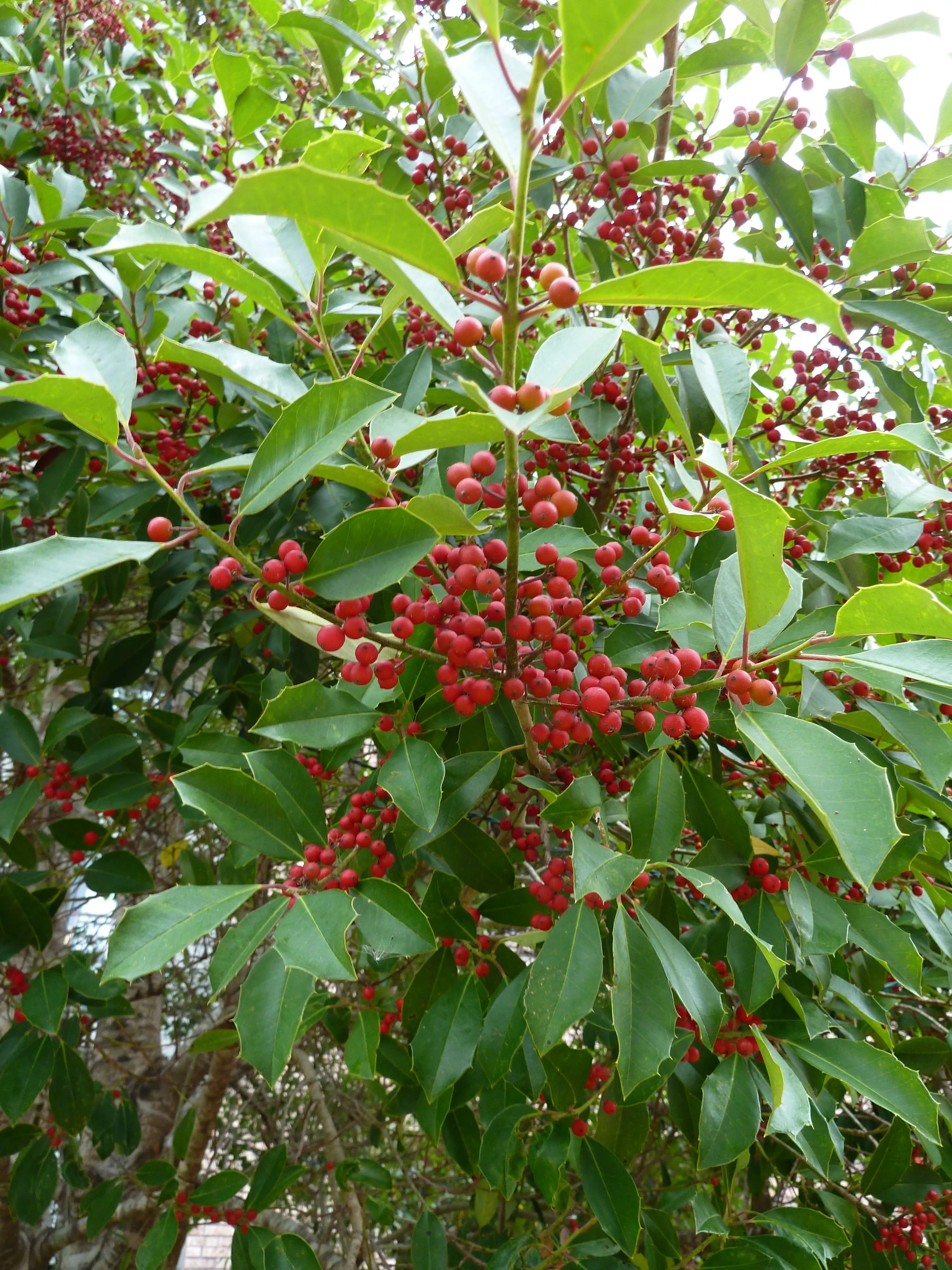 Yaupon Holly