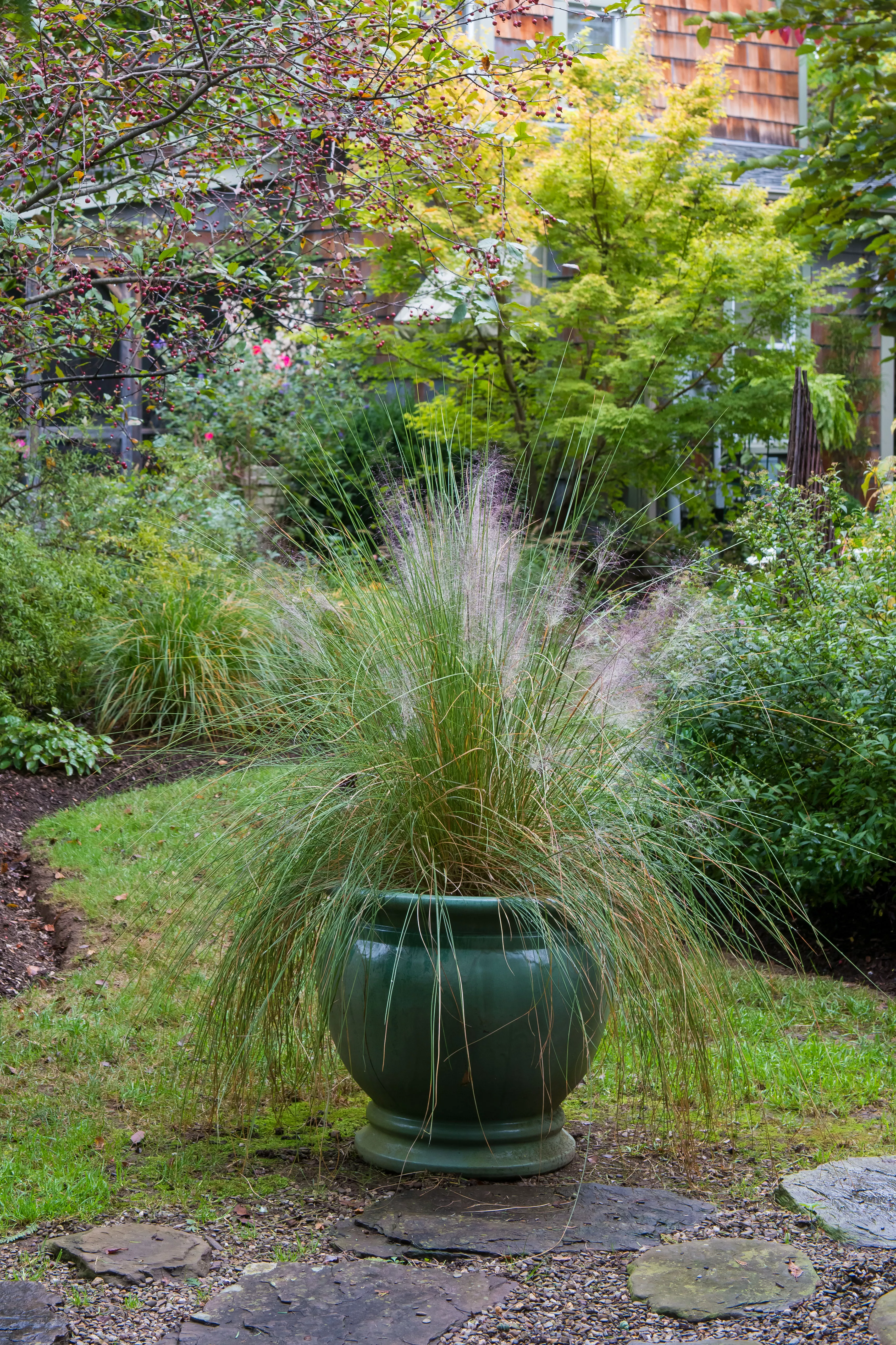 Pink Muhly Grass