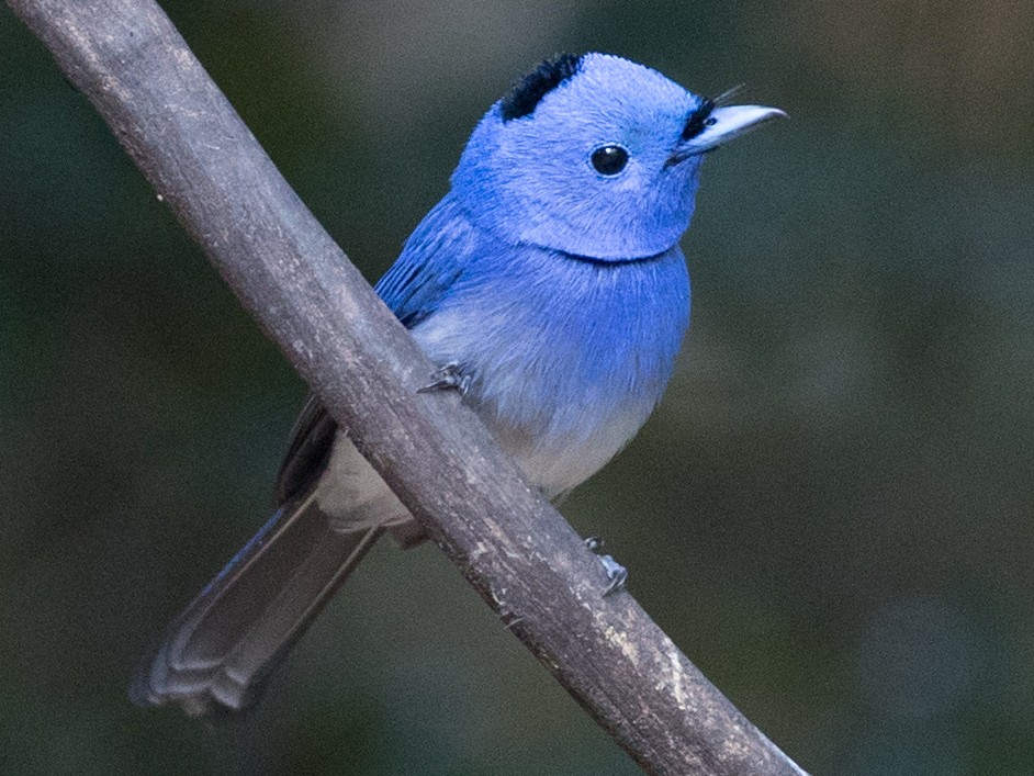 Black-naped Monarch - eBird