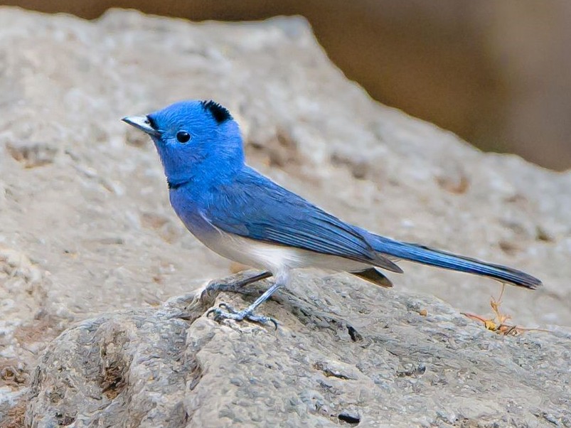 Black-naped Monarch - eBird