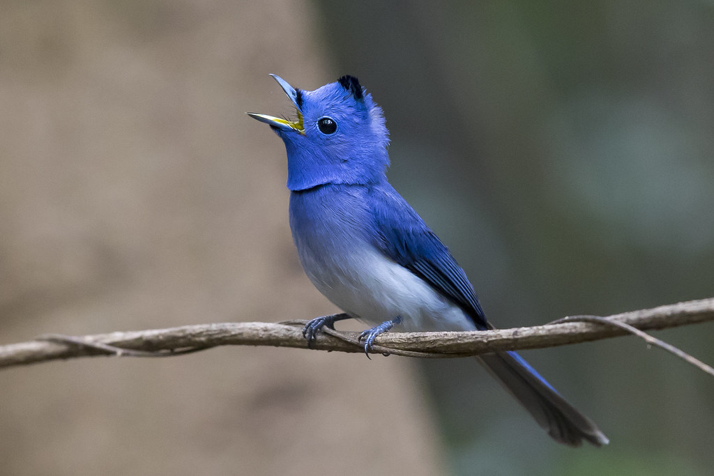 Black-Naped Monarch | Thailand - Kaeng Krachan National Park… | Flickr