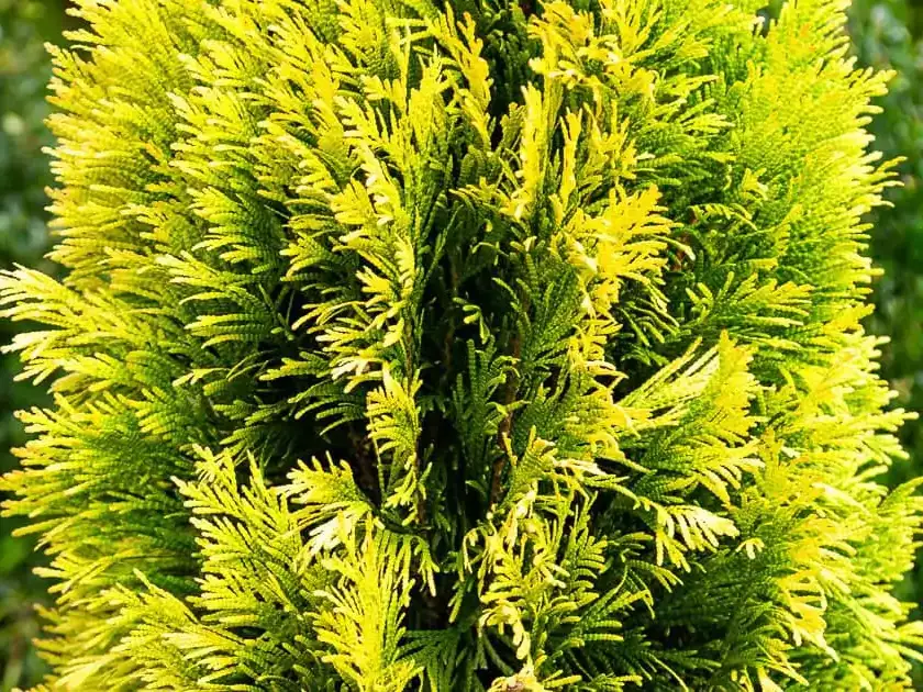 Forever Goldy® Arborvitae