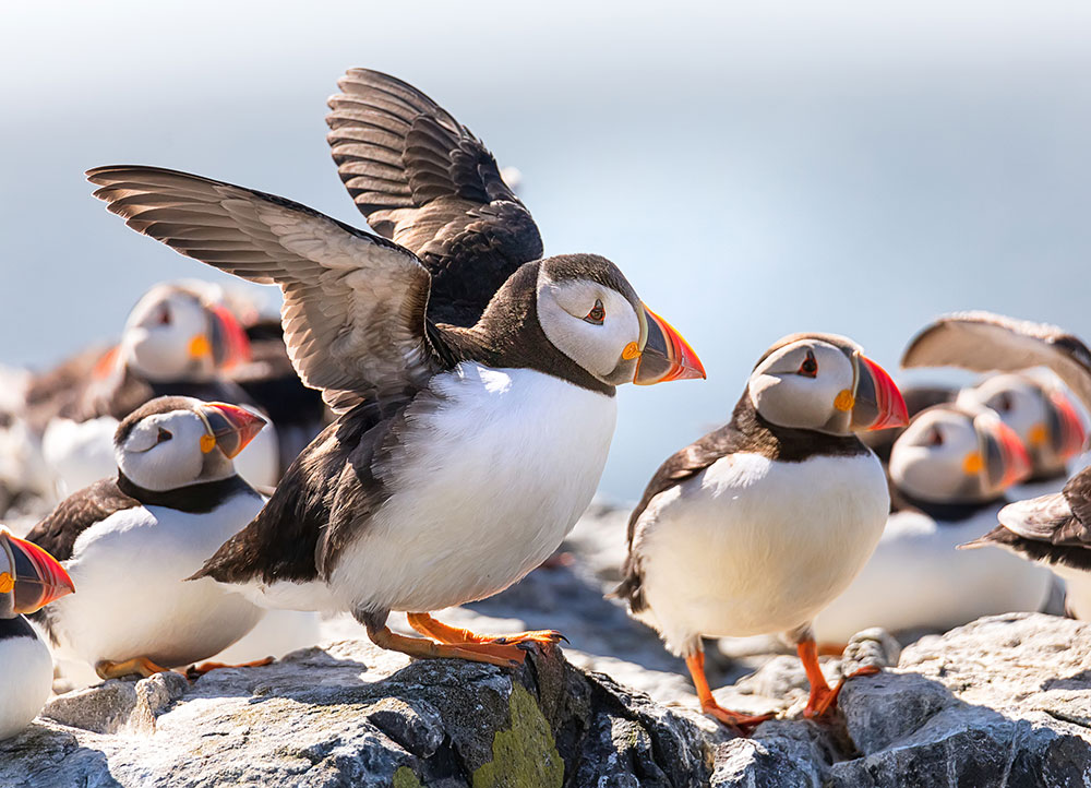 Atlantic Puffin Prettiest Birds