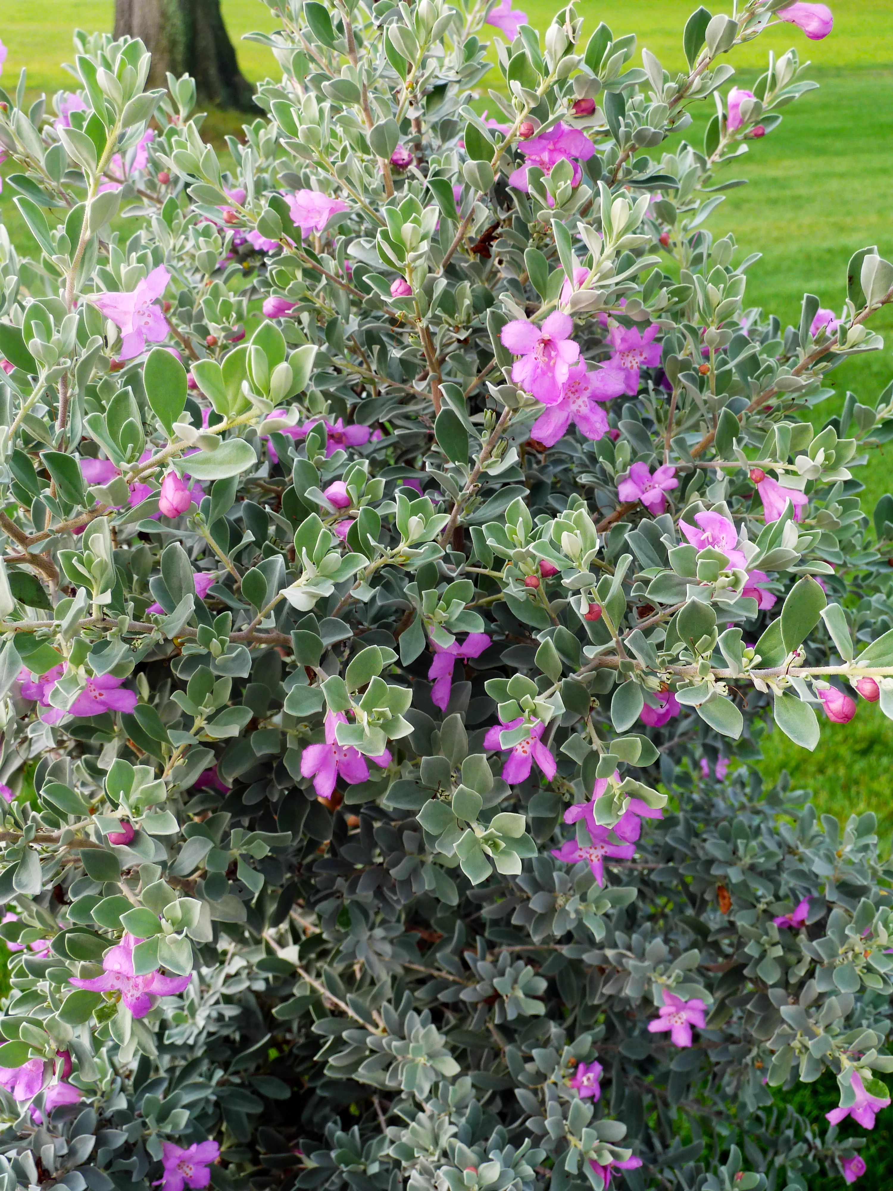 Texas sage (Leucophyllum)