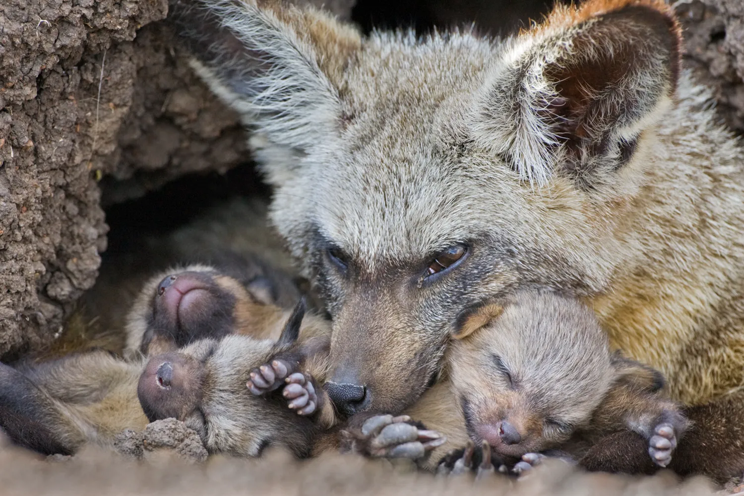 Bat-eared fox (Otocyon megalotis) with 13 day old pup(s) in den. Masai Mara Reserve, Kenya. © Suzi Eszterhas