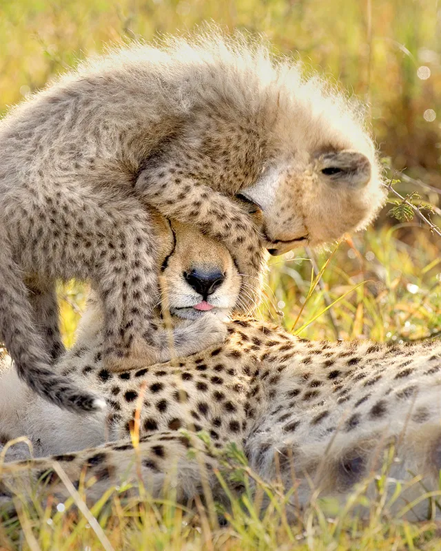 Cheetah (Acinonyx jubatus) 8 week old cub playing on mother's head Maasai Mara Reserve, Kenya. © Suzi Eszterhas