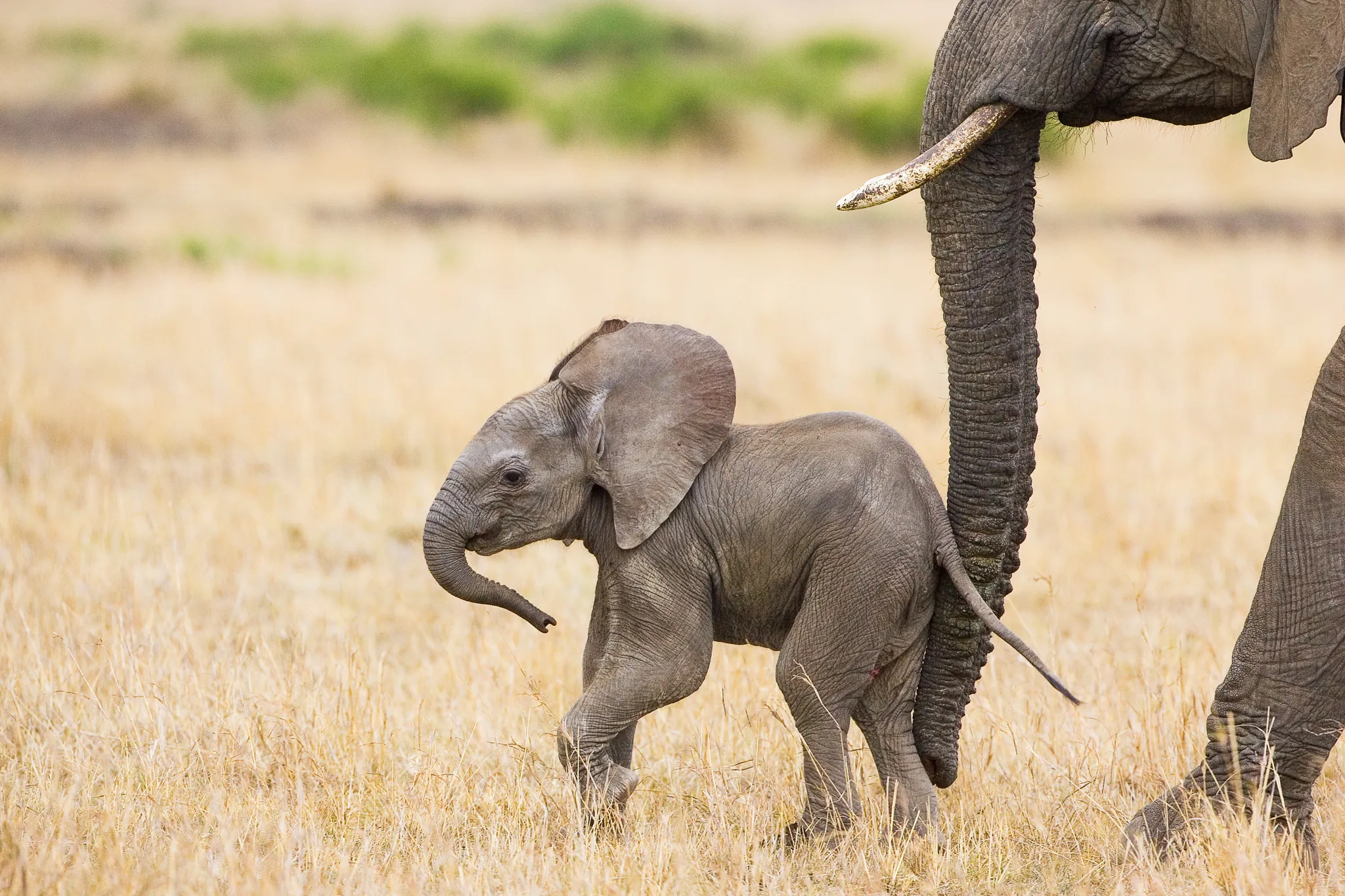 African Elephant (Loxodonta africana) young calf (less than 3 weeks old). Masai Mara Conservancy, Kenya. © Suzi Eszterhas