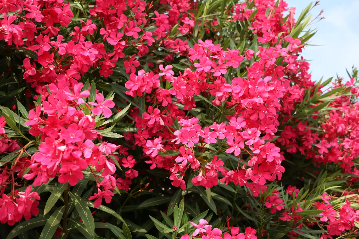 Red blooming Nerium oleander