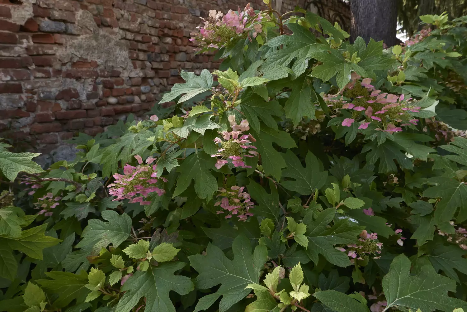 pink inflorescence of Hydrangea quercifolia shrubv