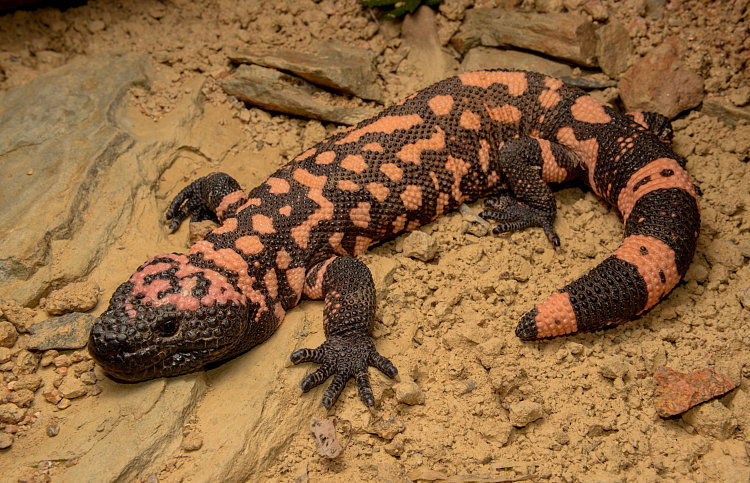 Gila Monster - Wildlife - Hartley's Crocodile Adventures