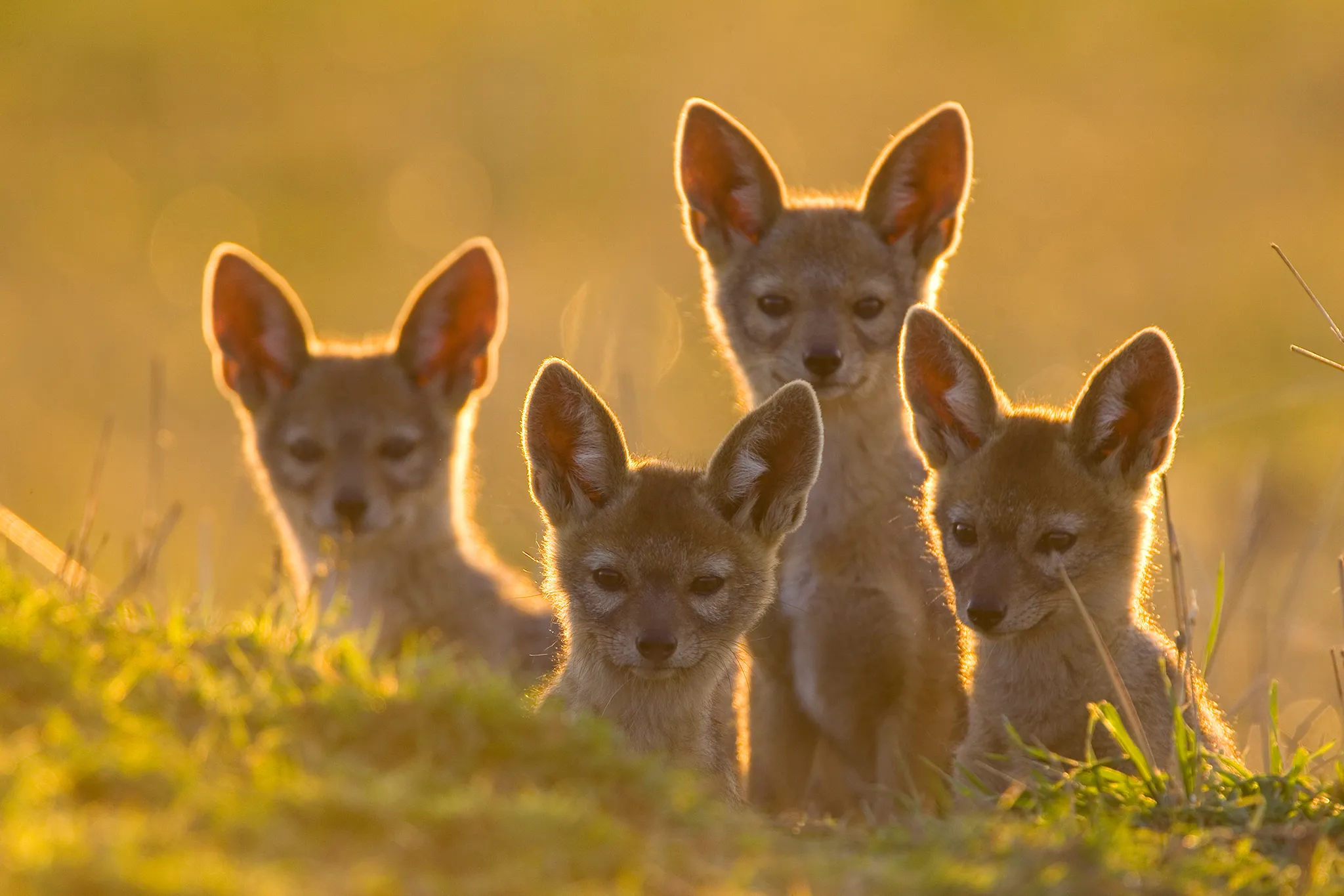 Black-backed Jackal (Canis mesomelas) 6 week old pups at sunset. Masai Mara Triangle, Kenya. © Suzi Eszterhas