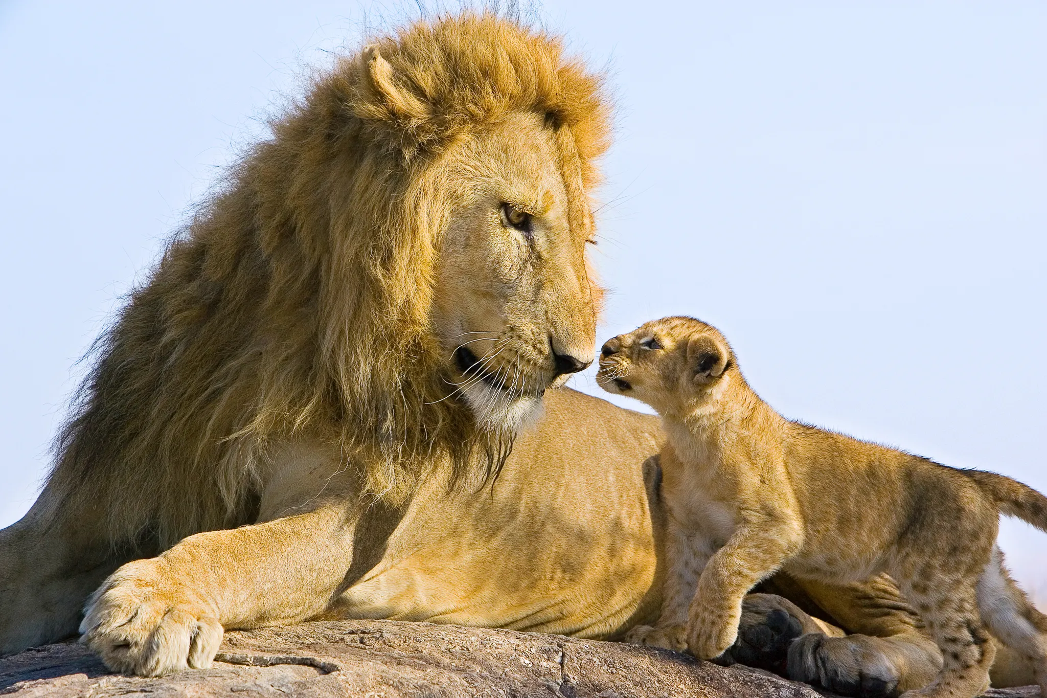 Lion (Panthera leo) with 7-8 week old cub approaching adult male Masai Mara Reserve, Kenya. © Suzi Eszterhas