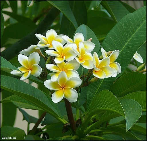 Frangipani | Pha Tad Ke Botanical Garden