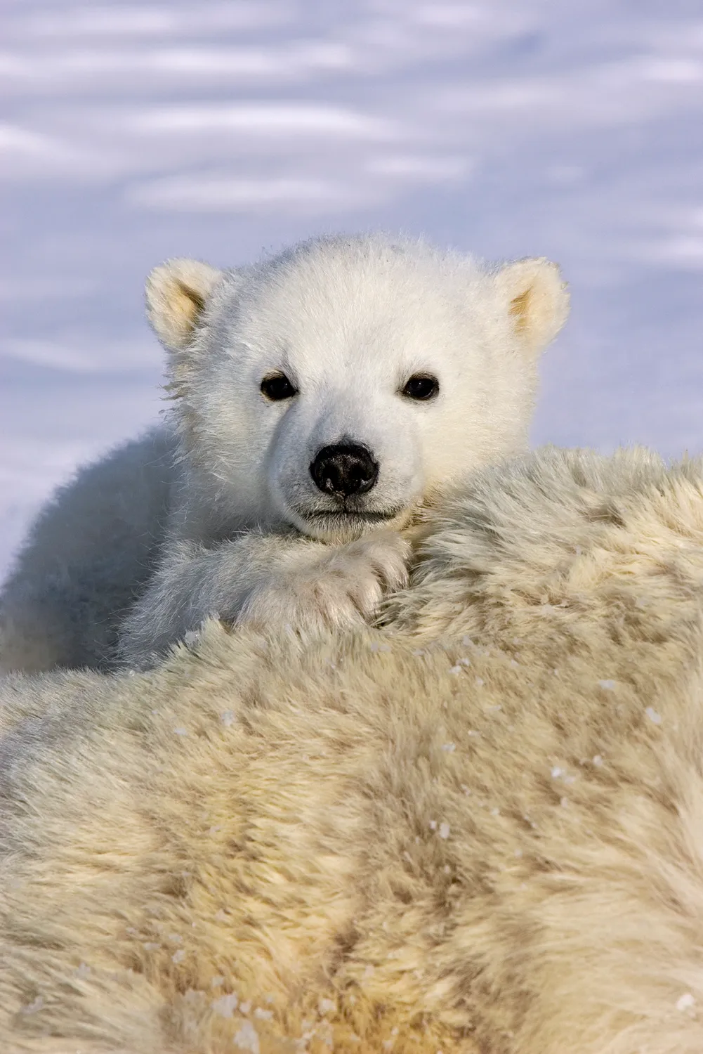 Polar Bear (Ursus maritimus) 3-4 month old cub peeking over mother's body while mother is anesthetized by polar bear biologists Wapusk National Park, Canada. © Suzi Eszterhas