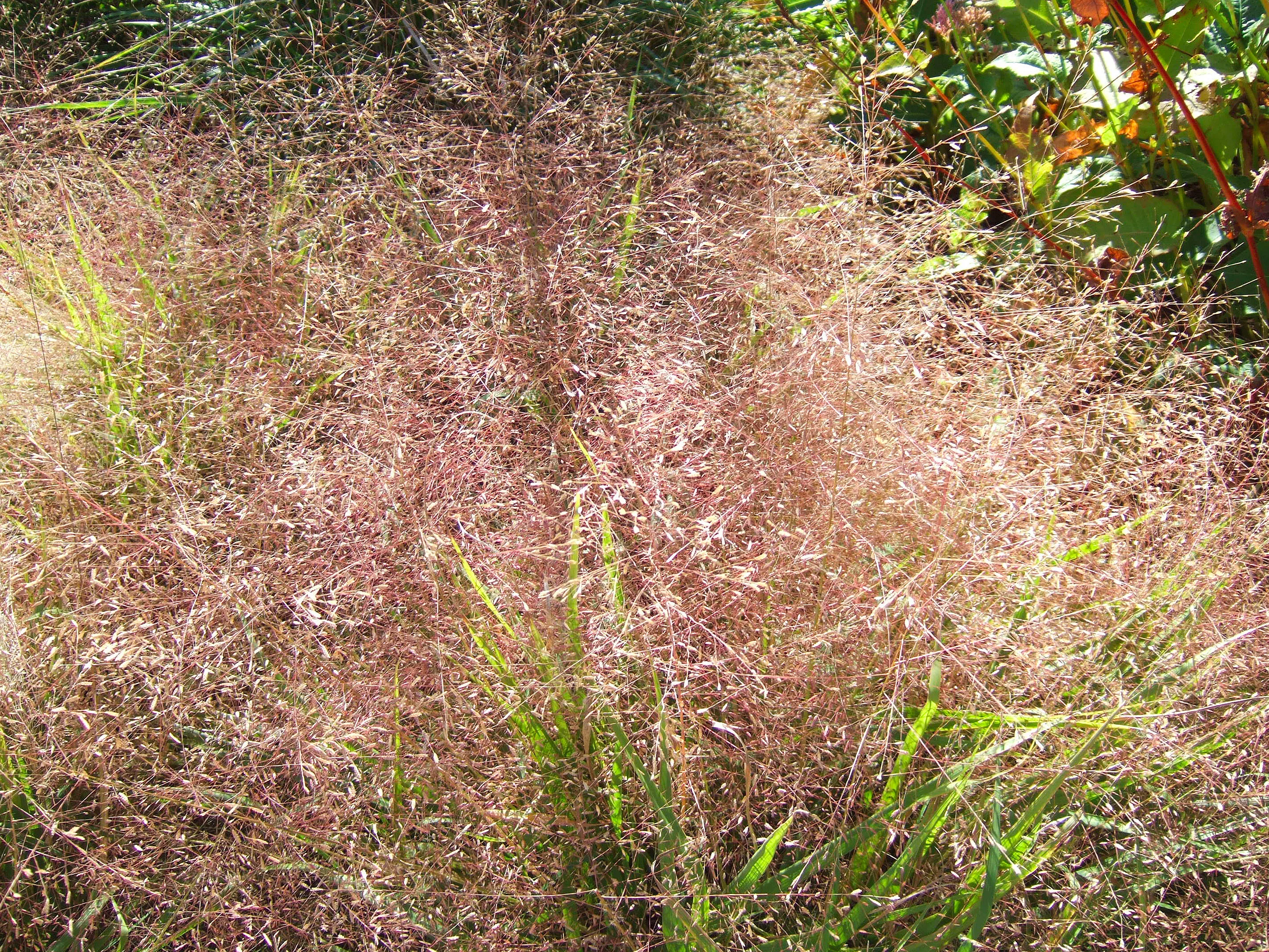 Purple lovegrass