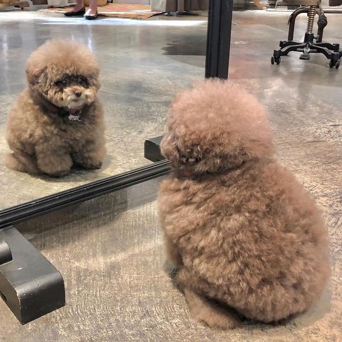 Fluffy Poodle Is Going Viral For Its Human-Like Expressions