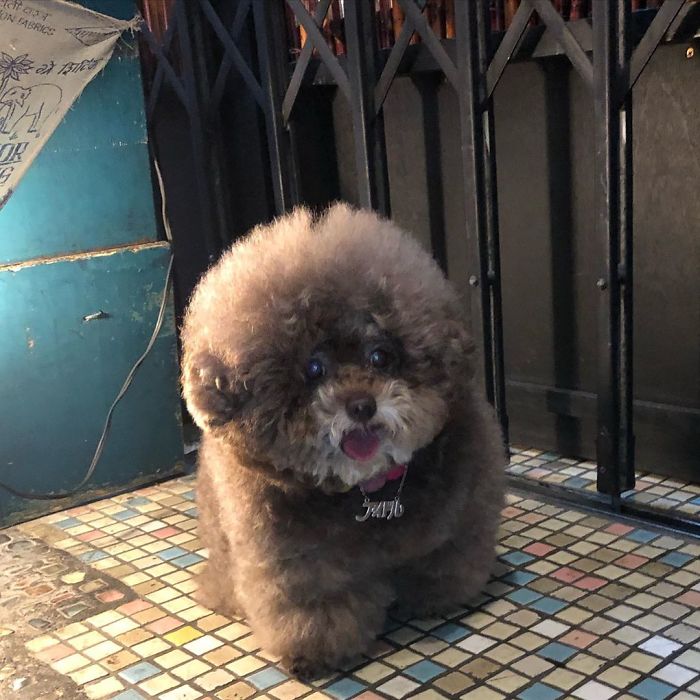 Fluffy Poodle Is Going Viral For Its Human-Like Expressions