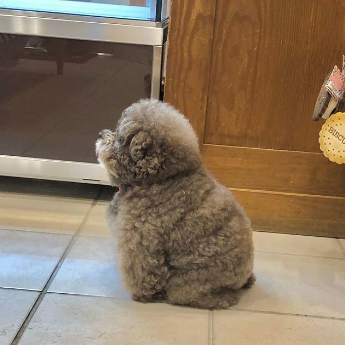 Fluffy Poodle Is Going Viral For Its Human-Like Expressions