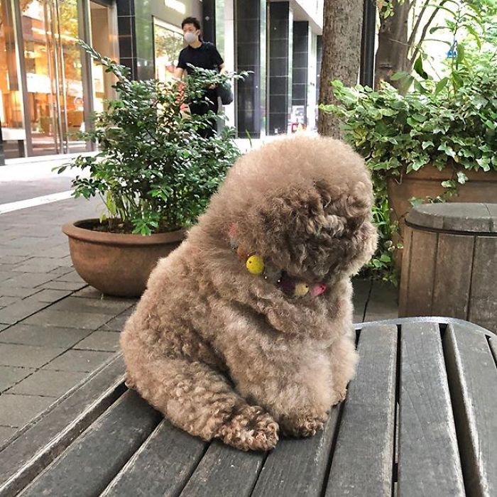 Fluffy Poodle Is Going Viral For Its Human-Like Expressions