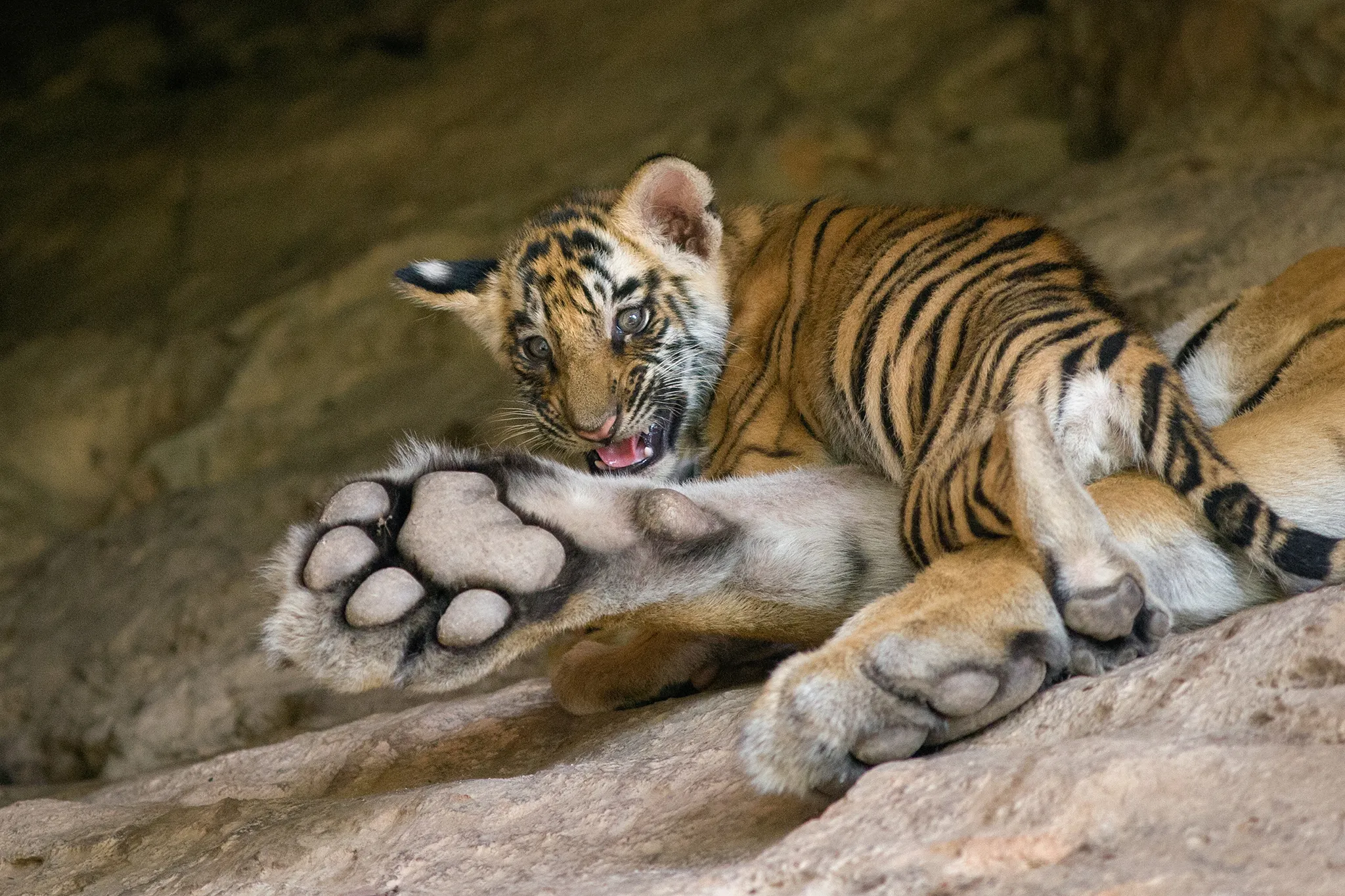 Bengal Tiger (Panthera tigris) 6 week old cub on mother at den Bandhavgarh National Park, India. © Suzi Eszterhas