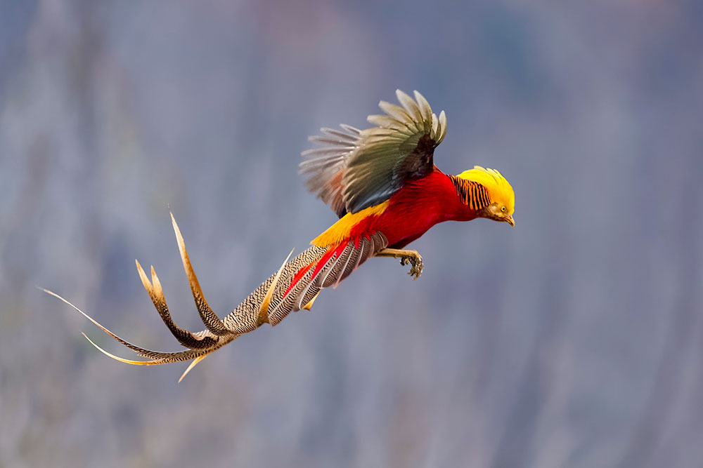 Top 10 Most Beautiful Birds in the World