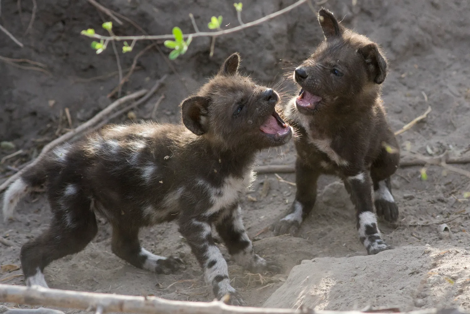 African Wild Dog (Lycaon pictus) 5 week old pups playing. Northern Botswana, Africa. © Suzi Eszterhas