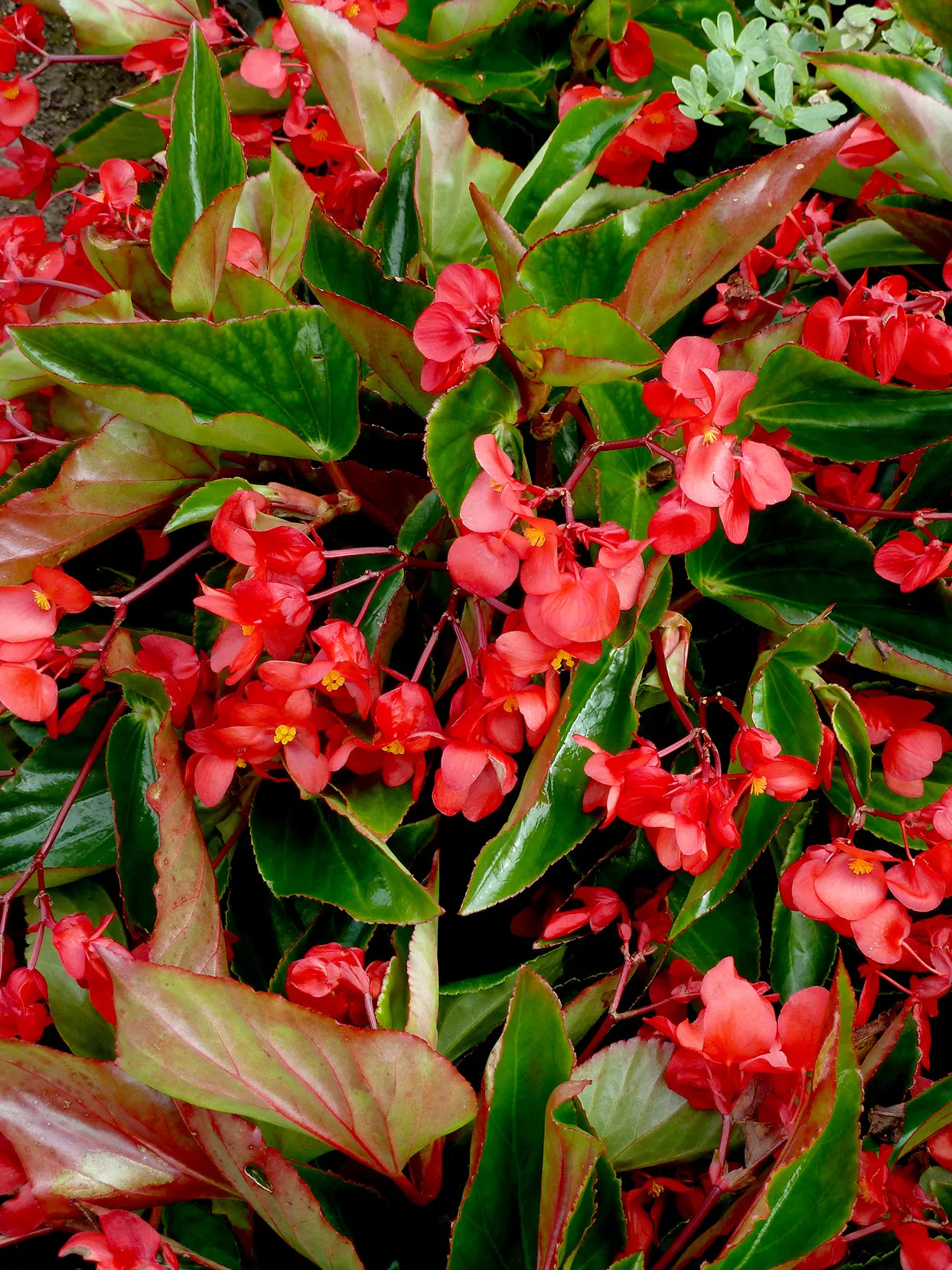 Begonia Dragon Wing Red