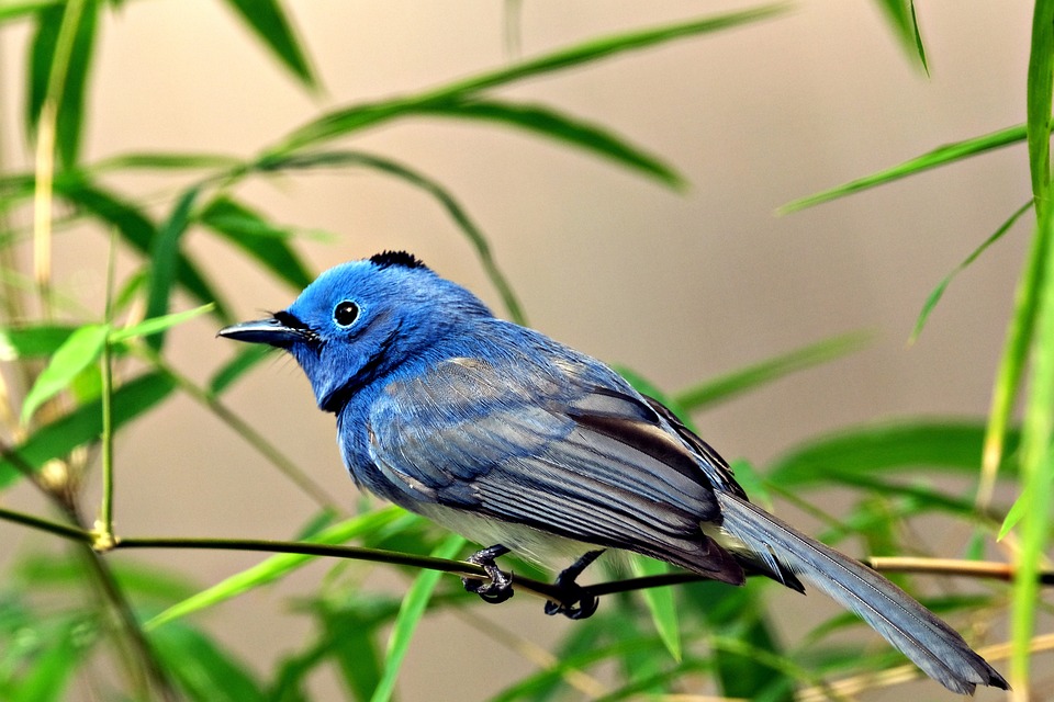 Bird Black-Naped Monarch - Free photo on Pixabay - Pixabay