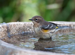 Bird Bath, Bird, Bath
Shutterstock.com
New York, NY