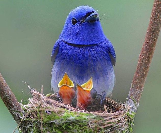 The Black-Naped Monarch Bird - Beautiful Birds Of The World • Tim's Weird & Wonderful World