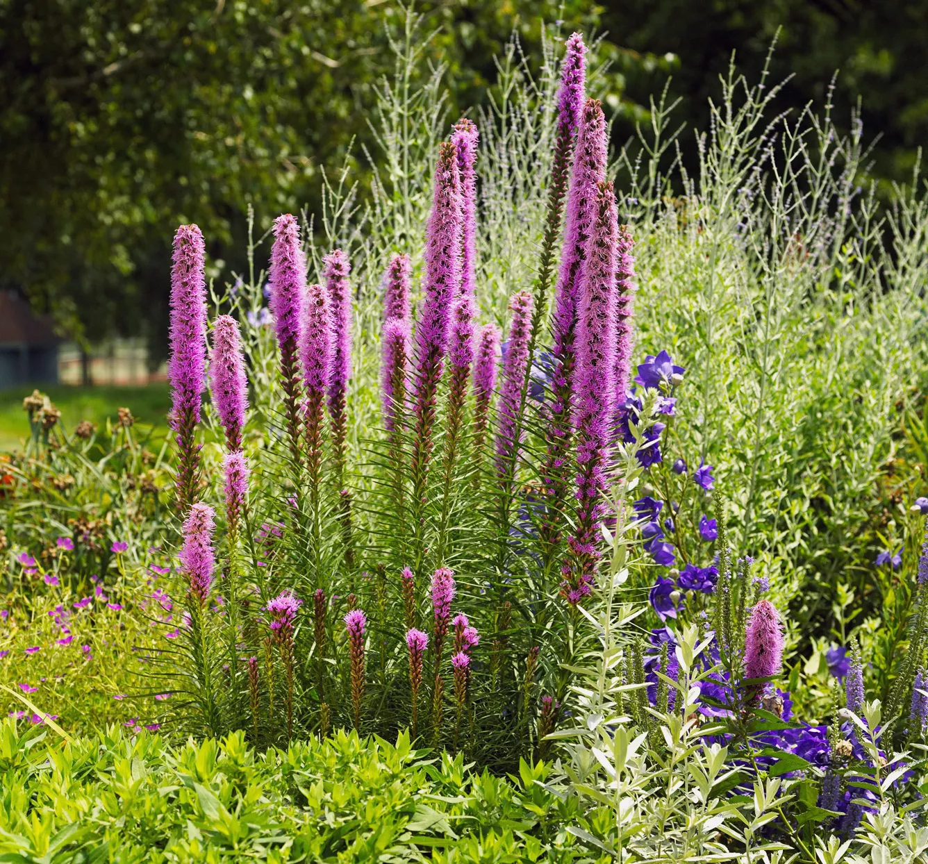 Blazing Star Liatris