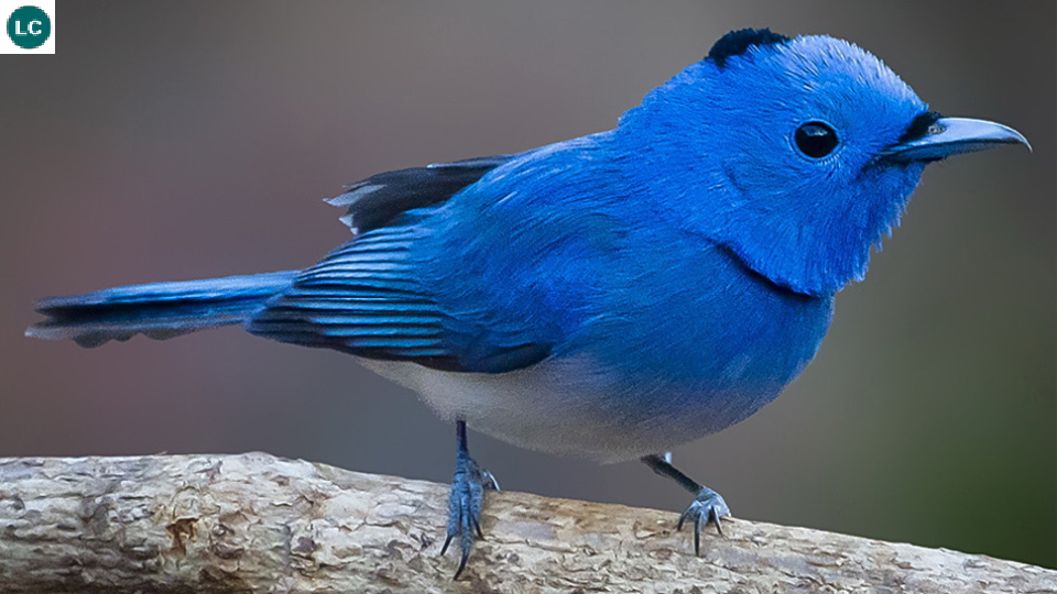 Black-naped monarch/Black-naped blue flycatcher (Hypothymis azurea)(Monarchidae) IUCN Red List 3.1: Least Concern (LC) | Pretty birds, World birds, Colorful birds