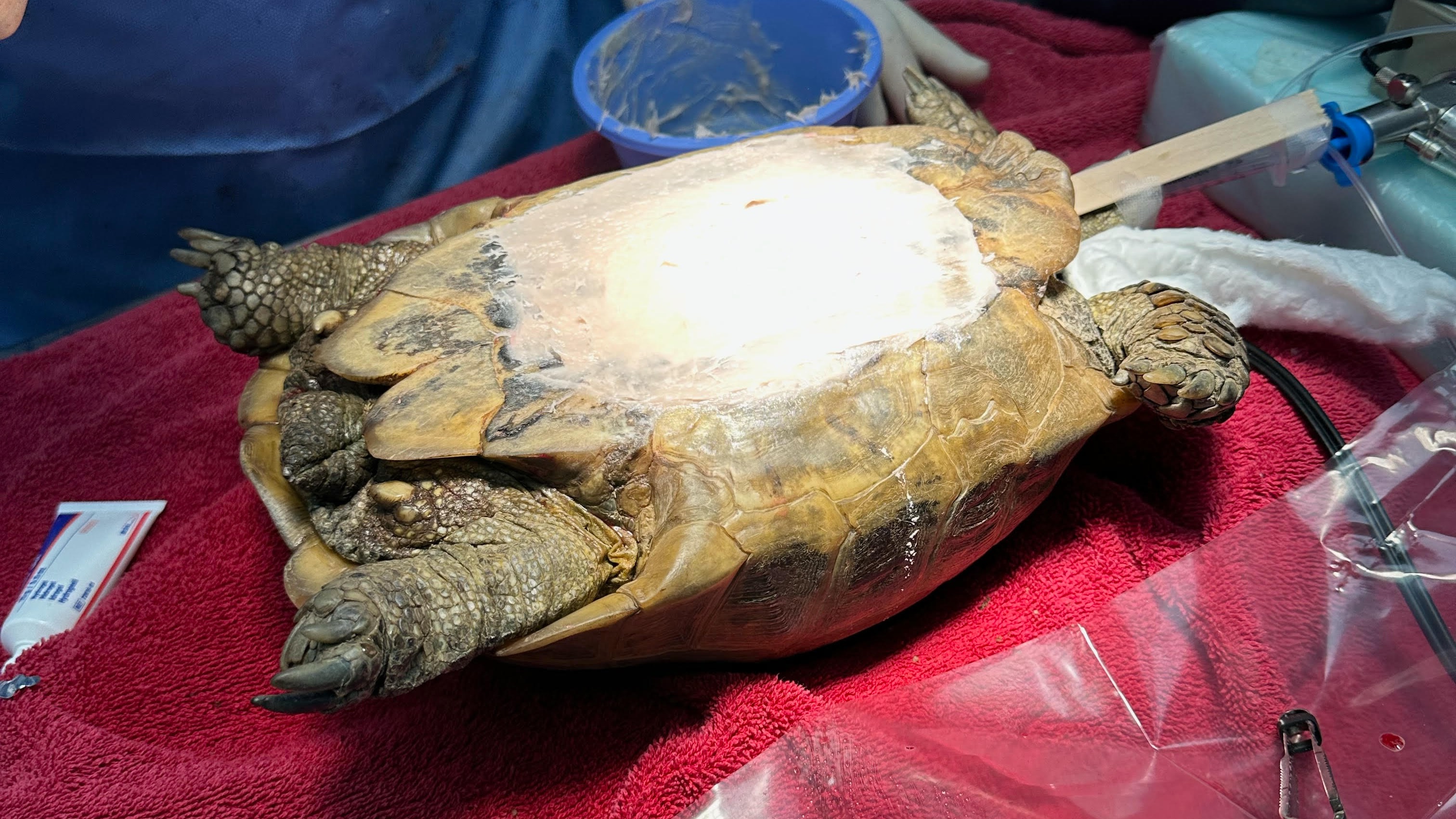 82-year-old tortoise needs two vets to remove bladder stone 'bigger than a  tennis ball' | ITV News West Country