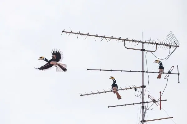 Hornbills in Singapore