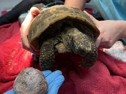 82-year-old tortoise has tennis ball-sized bladder stone removed