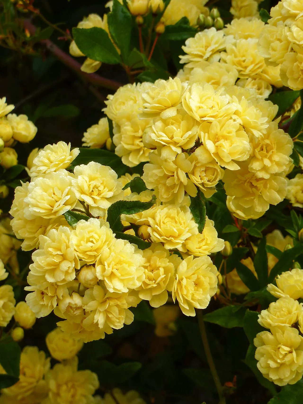 lady banks yellow roses