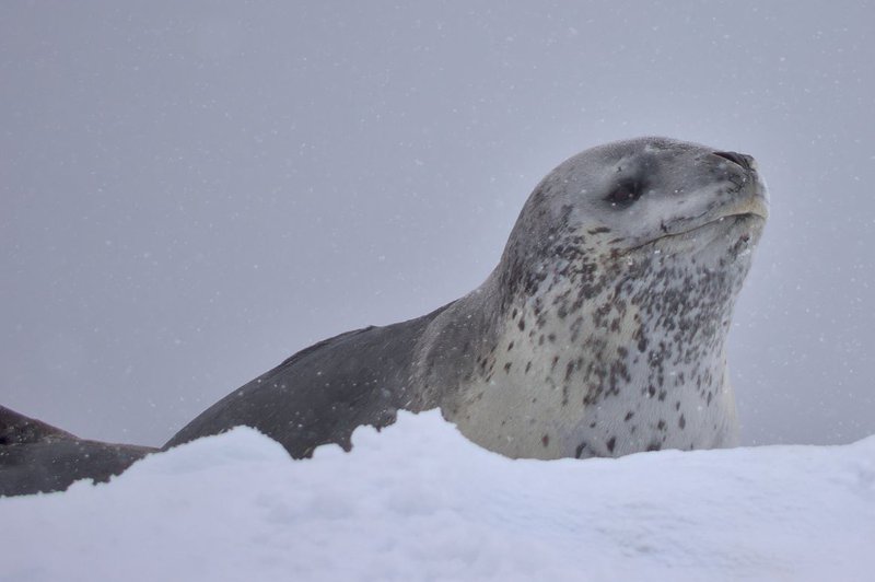 Leopard Seal - The Australian Museum