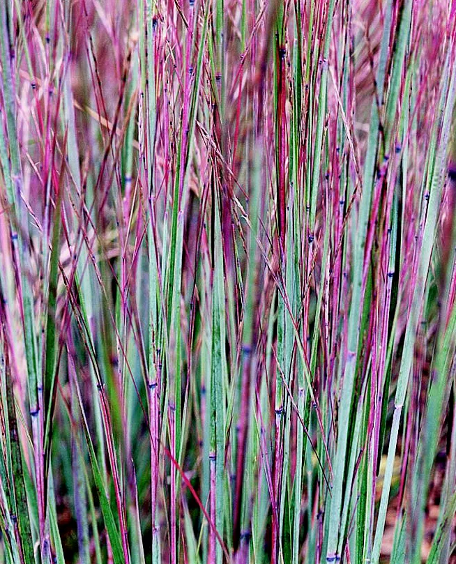 little bluestem schizachyrium scoparium