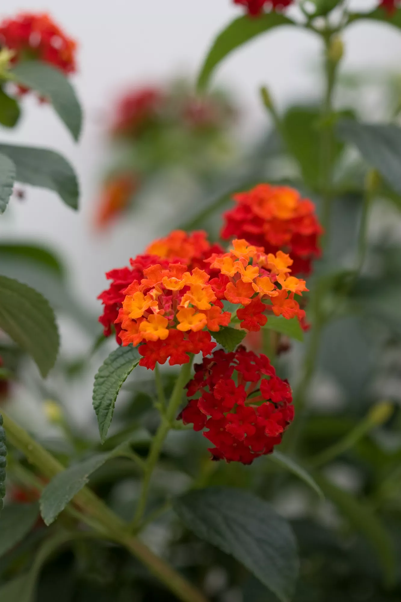 Luscious Citrus Blend Lantana