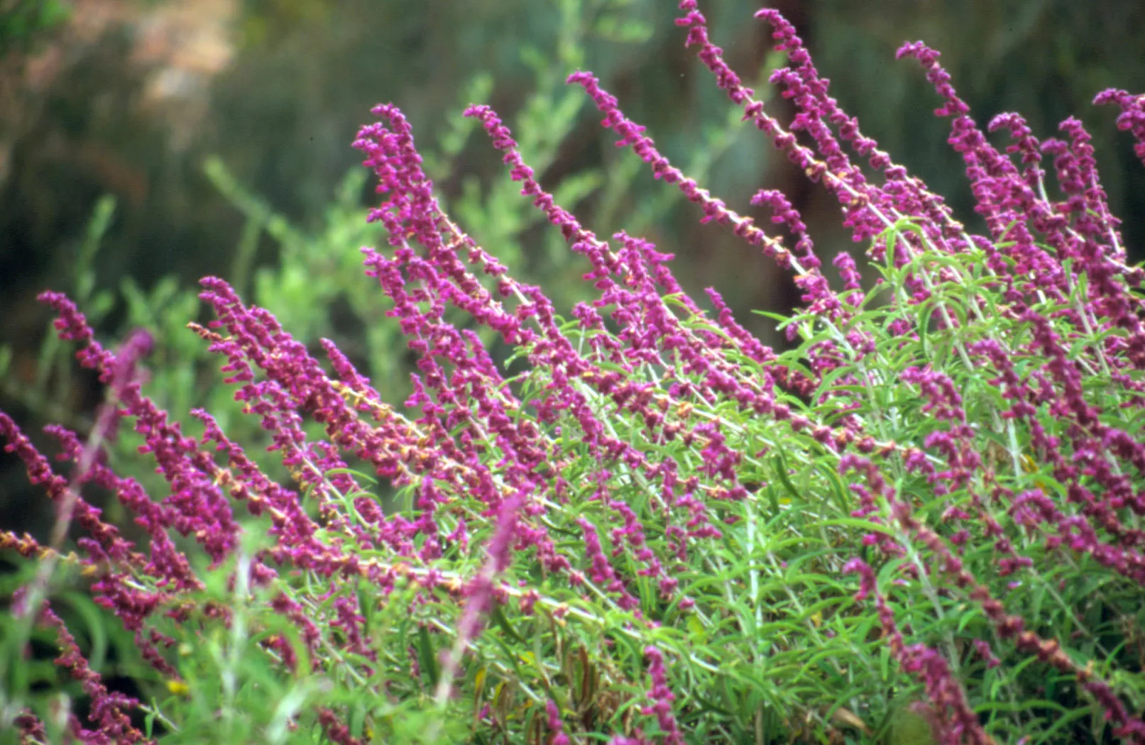 pink mexican sage salvia leucantha