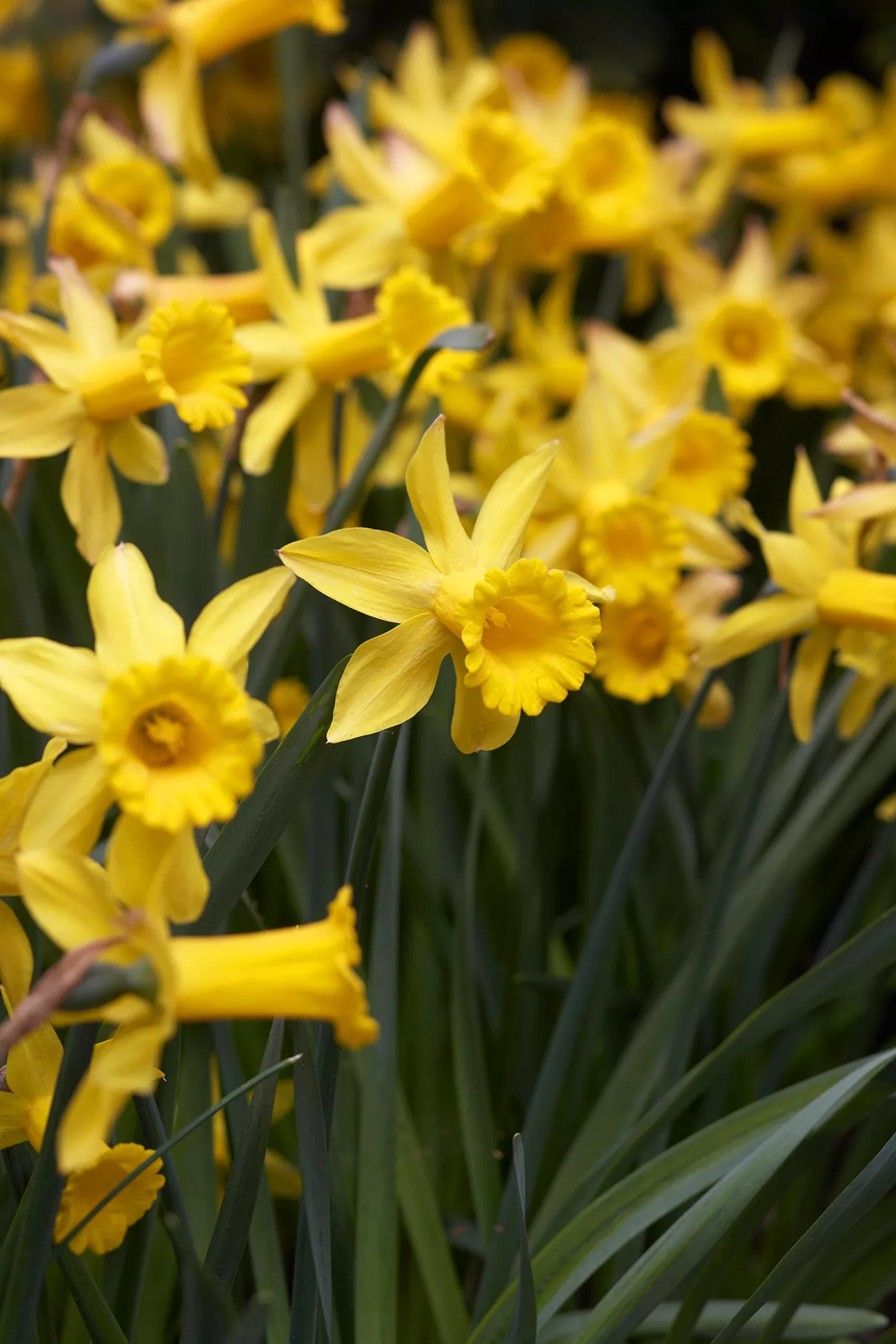 narcissus peeping tom daffodil