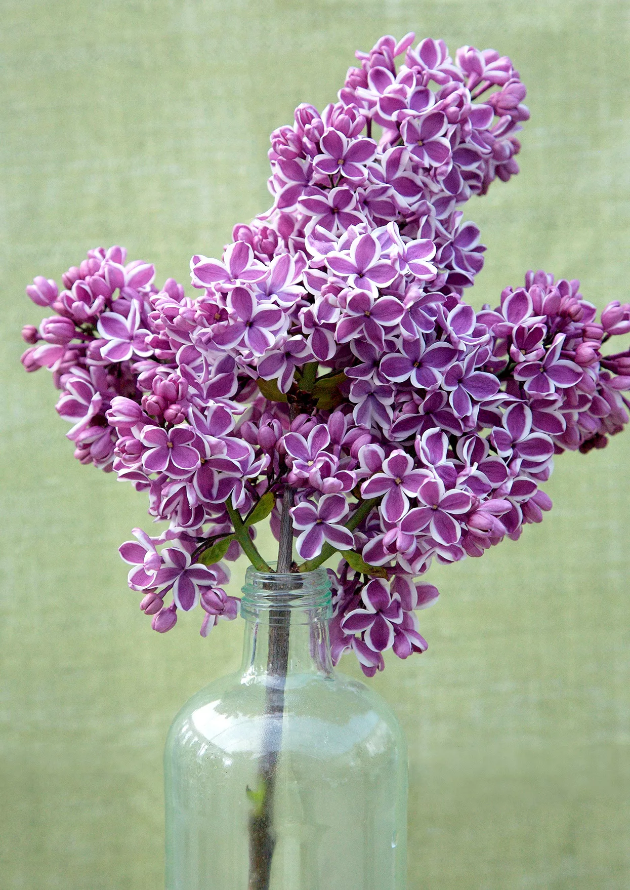 purple Syringa 'Sensation' lilac blooms with white borders