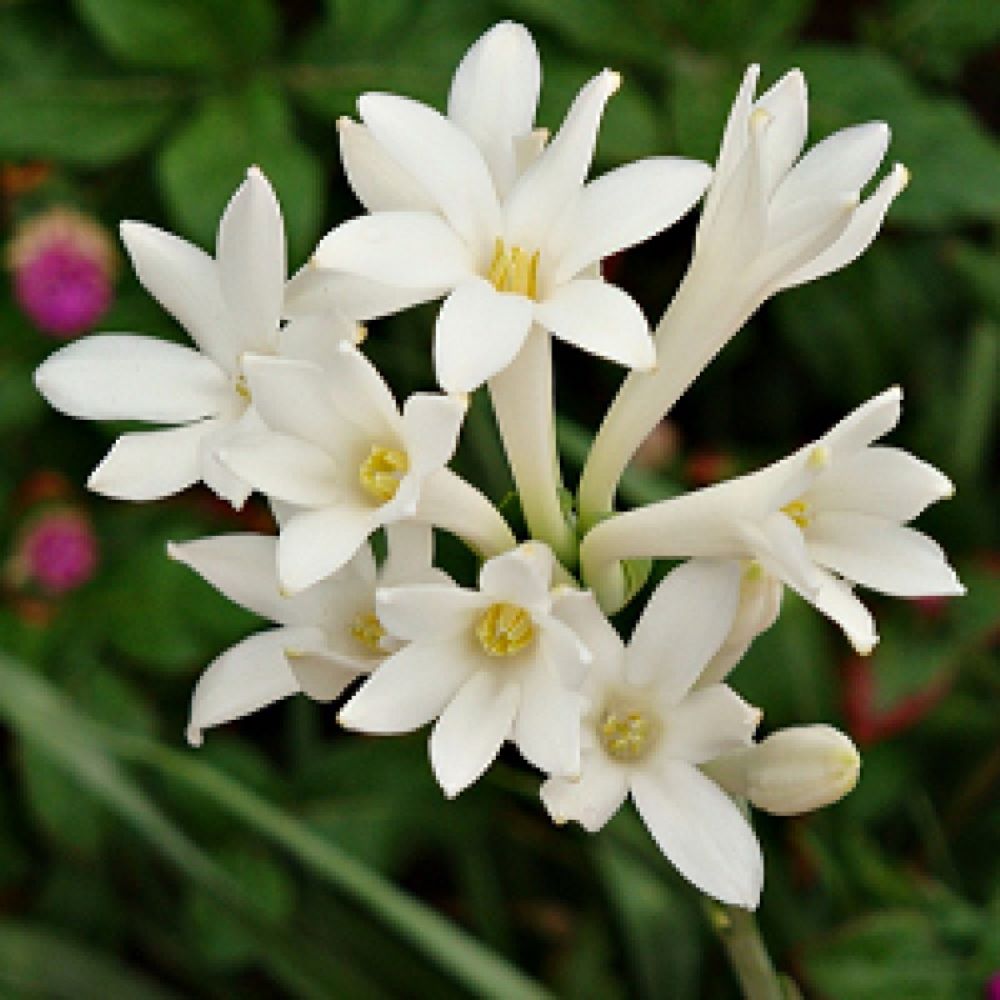 Tuberose Plant( Rajanigandha ) - Green Ozean