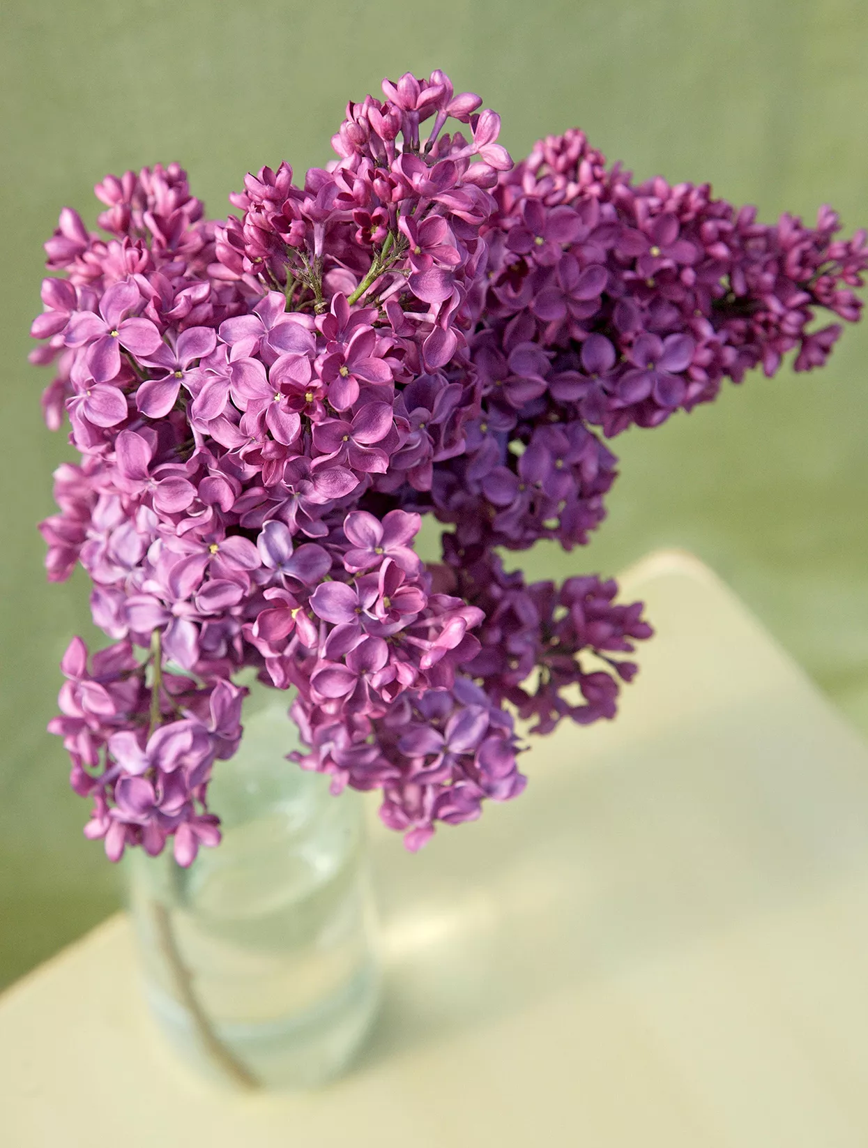 wine-red Syringa 'Congo' lilac blooms