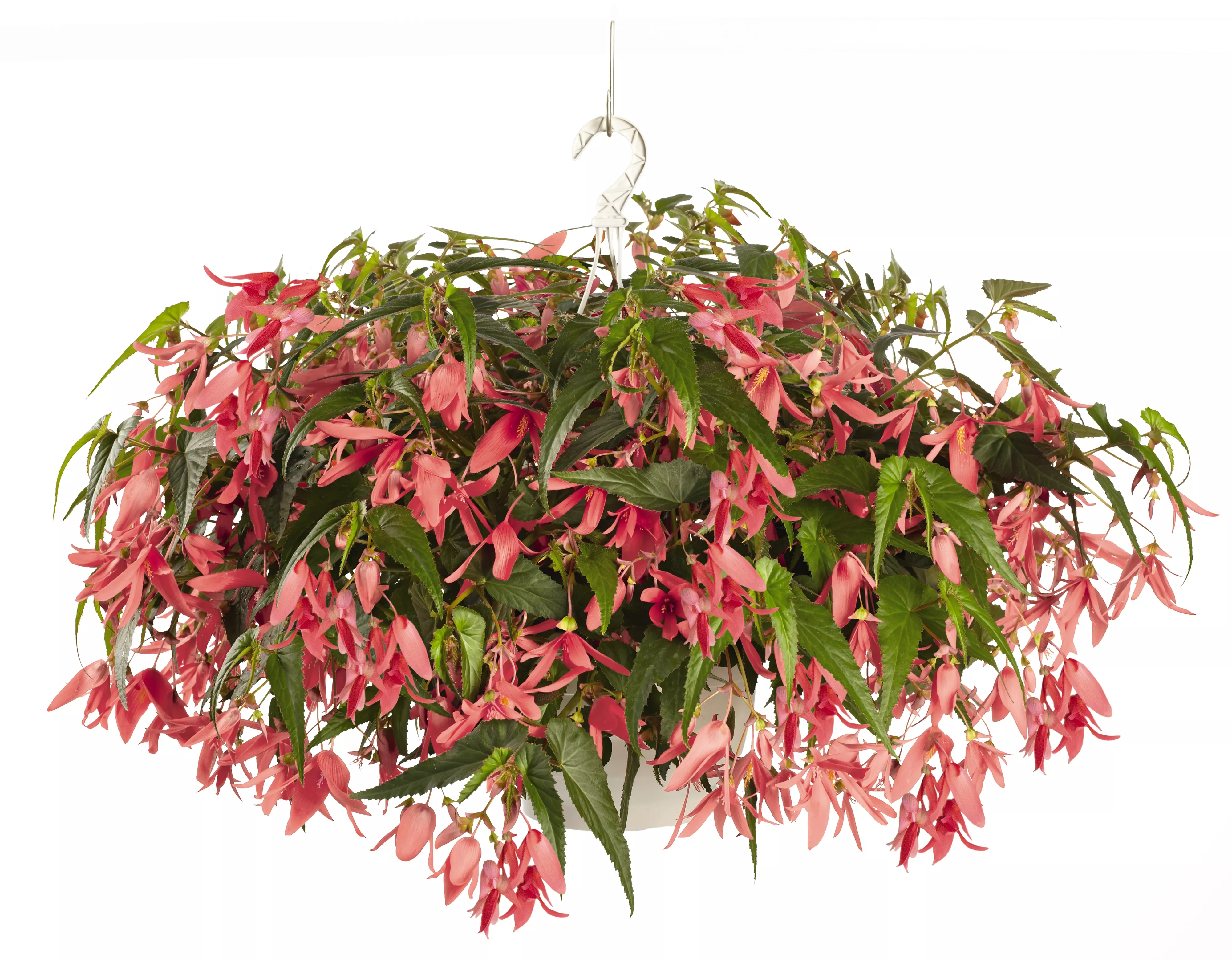 san francisco begonia in hanging basket