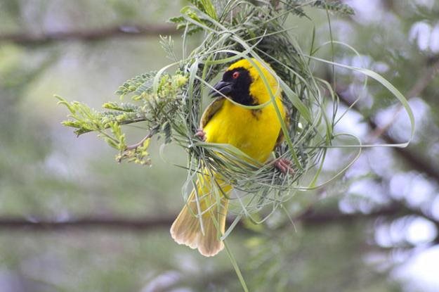 Weaver Bird In Uda Walawe
Garden Design
Calimesa, CA