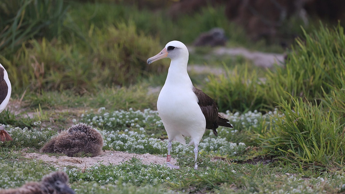 Wisdom the albatross