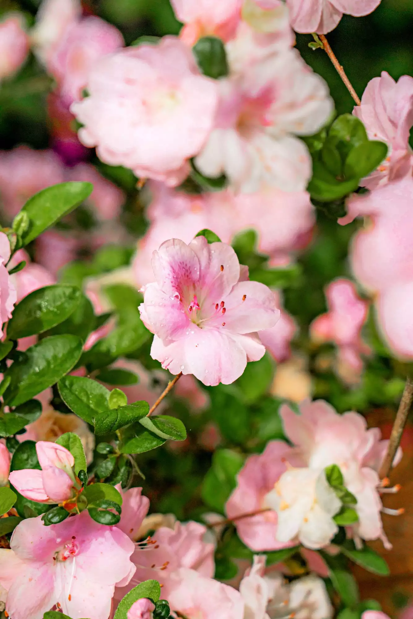 Light Pink Encore Azalea Blooms