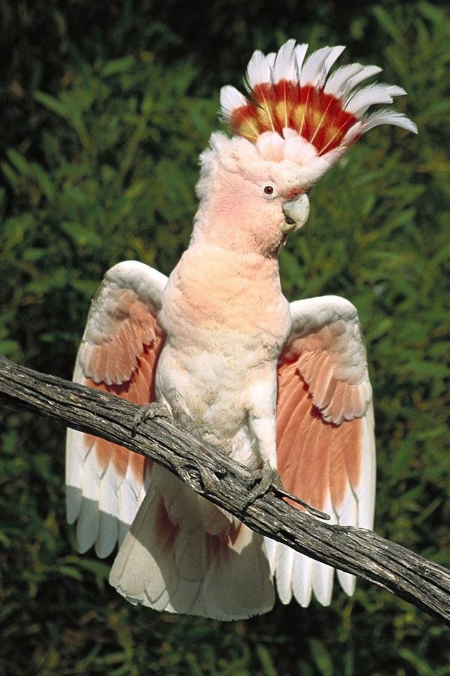 Major Mitchell Cockatoo, this is the next addition to my family...he looks like an Aztec warrior. | Animals beautiful, Pet birds, Animals