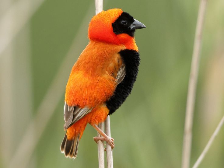 Euplectes orix ~ Southern Red Bishop | Bishop, Nature birds, Animals  beautiful